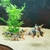 6 xlarge - large clown loaches for sale 10-11inch