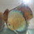 Young adult discus for sale £20-40 each
