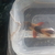 x5 Clown Loach 3-5 inches-- SOLD