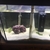 Livestock and 200l Full marine aquarium setup