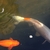 large Koi Fish £50 for All Three