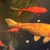 large Koi Fish £50 for All Three