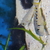 Xenotilapia singularis ndole