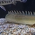 CHEAP reduced Price SUPER RARE XXL Nile Bichir - PBB