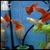 5 PAIR FULL RED ALBINO GUPPY
