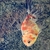 Calico Oranda