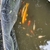 Koi Carp & others for sale Wirral