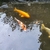 Koi Carp & others for sale Wirral