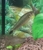 Siamese Algae Eater (Crossocheilus reticulatus)