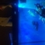 Cichlids for sale