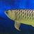 WANTED LARGE PEACOCK BASS - WEST YORKSHIRE