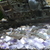 Bristlenose Catfish babies FREE