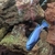 Membe Deep Malawi Cichlids - Breeding Group Northants £30