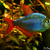  FREE 4 x Columbian Tetra