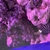 2ft zebra moray eel