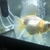 3 Telescopic eye fancy goldfish