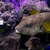 Stars & stripes pufferfish 9” +... WEST LONDON AREA .. ONO