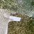 Koi carp fry