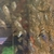 German blue rams for sale £4