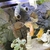2 severums