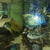Malawi cichlids various sizes 1inch to 6 inch