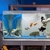 Fluval flex 123 aquarium