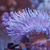 Soft Corals and Frags