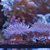 Soft Corals and Frags