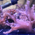Soft Corals and Frags