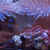 Soft Corals and Frags
