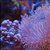 Soft Corals and Frags