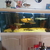 for sale XL FLAGTAIL - plus sail fin pleco