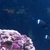 Black Misbar clownfish, pair