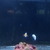 Frostbite Clownfish, pair
