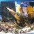 Pseudotropheus Saulosi breeding colony for sale SOLD