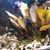 Pseudotropheus Saulosi breeding colony for sale SOLD