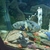 Tiger oscar and bumble bee Oscars for sale