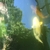 Pond fish and equipment for sale