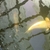 Pond fish and equipment for sale