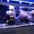 Red Sea Max S650 + 4 Hydra 26 HD LEDs £2995