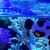 Onyx Clownfish