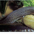 West African Lungfish 50cm