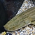 CHEAP reduced Price SUPER RARE XXL Nile Bichir - PBB
