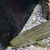 CHEAP reduced Price SUPER RARE XXL Nile Bichir - PBB