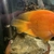 Lots of Cichlids
