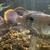 Lots of Cichlids