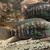 Lots of Cichlids