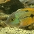 Lots of Cichlids