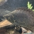 Lots of Cichlids