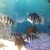 16 x Frontosa burundi cichlids prefect size for breeding mainly female